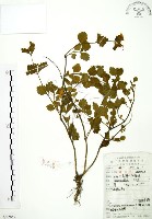 野老鸛草藏品圖，第1張