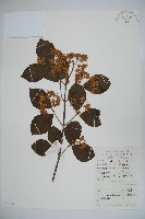 莢迷藏品圖，第1張