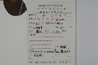 莢迷藏品圖，第2張