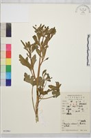 石龍芮藏品圖，第1張