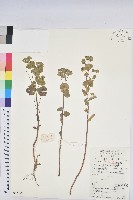 乳漿大戟藏品圖，第1張