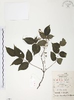 灰色木藍藏品圖，第1張