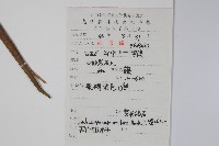 紫花絡石藏品圖，第2張