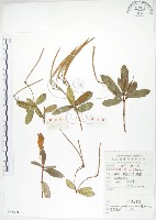 石吊蘭、吊石苣苔藏品圖，第1張