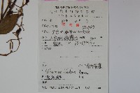 南方莢迷藏品圖，第2張