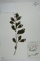 鼠李冬青、滿樹星藏品圖，第1張