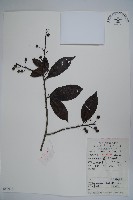 鐵冬青藏品圖，第1張