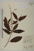 華東山柳藏品圖，第1張