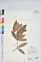 美麗馬醉木藏品圖，第3張