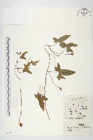 打碗花藏品圖，第1張