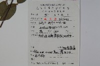 松田氏莢迷、宜昌莢迷藏品圖，第2張