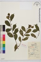 鈍齒鼠李藏品圖，第2張