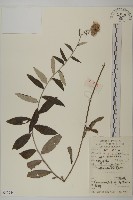 華薊藏品圖，第1張