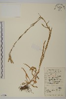 臭節草藏品圖，第1張