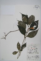 球花馬藍藏品圖，第1張