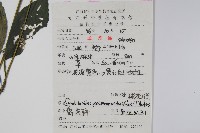 球花馬藍藏品圖，第2張