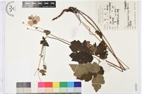 打破碗花花藏品圖，第1張