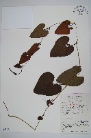 管花馬兜鈴藏品圖，第1張