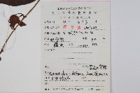 管花馬兜鈴藏品圖，第2張