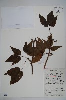 吳茱萸五加藏品圖，第1張