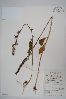 江南山梗菜藏品圖，第1張