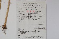 江南山梗菜藏品圖，第2張