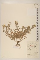 鼠麴草藏品圖，第1張