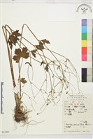 毛茛藏品圖，第1張