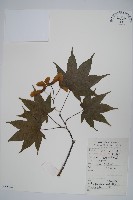 扇葉槭藏品圖，第1張