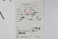 五裂槭藏品圖，第2張