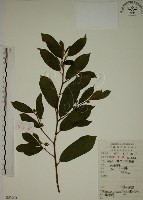 鈍齒鼠李藏品圖，第1張