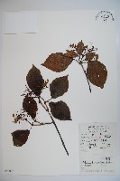 莢迷藏品圖，第1張