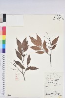 米飯花藏品圖，第1張