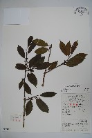 鐵冬青藏品圖，第1張