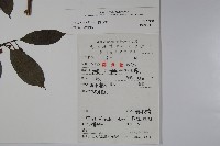 鐵冬青藏品圖，第2張