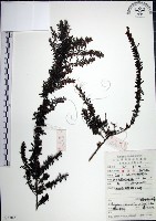 鐵掃帚、千里光藏品圖，第1張