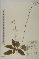 香鬼督郵藏品圖，第1張