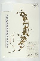 絞股藍藏品圖，第1張