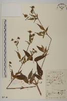 大狼把草藏品圖，第1張