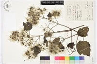 女萎藏品圖，第1張