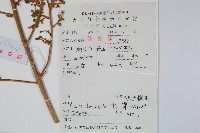 頭序蔥木藏品圖，第2張