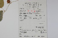 大花金錢豹藏品圖，第2張