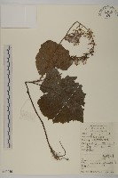 深山蟹甲草藏品圖，第1張