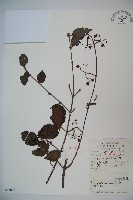 呂宋莢迷藏品圖，第1張