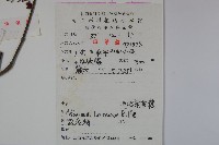 呂宋莢迷藏品圖，第2張