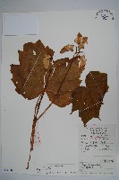 葡萄秋海棠藏品圖，第1張