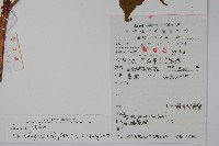 葡萄秋海棠藏品圖，第2張