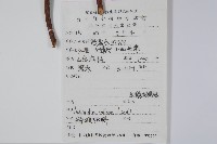 硬齒獼猴桃藏品圖，第2張