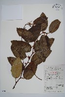 棕毛獼猴桃藏品圖，第1張