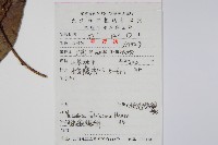 棕毛獼猴桃藏品圖，第2張